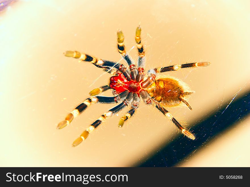 Black & white bird eating tarantella spider on a glass surface viewed from the bottom. Black & white bird eating tarantella spider on a glass surface viewed from the bottom