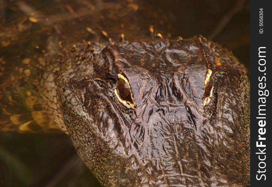 Alligator swimming