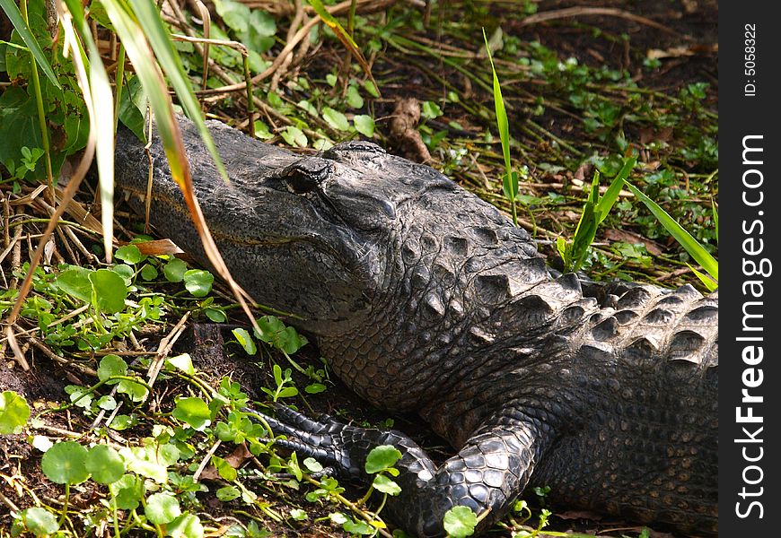 Gator resting near the pond at the everglades. Gator resting near the pond at the everglades