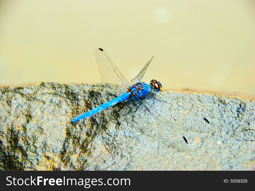 Blue dragon fly perched on a rock. Blue dragon fly perched on a rock