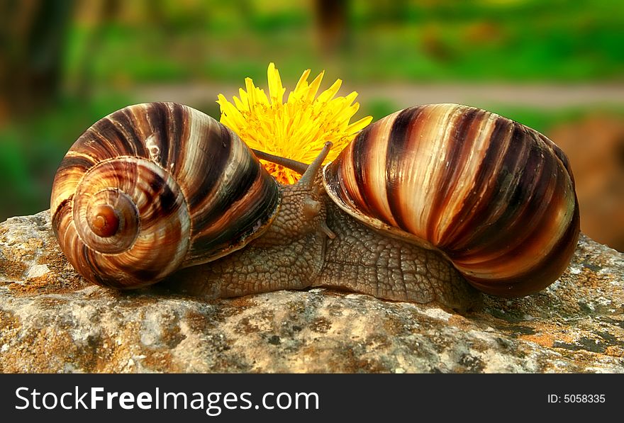 Two grape snails on the nature