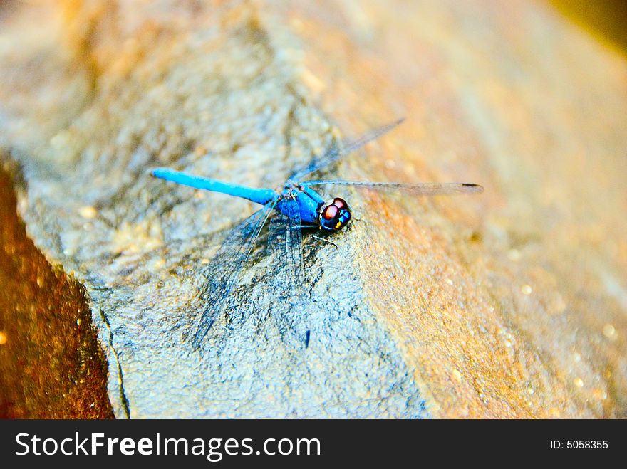 Blue dragon fly perched on a rock. Blue dragon fly perched on a rock