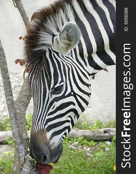 Zebra Head & Bougainvillea