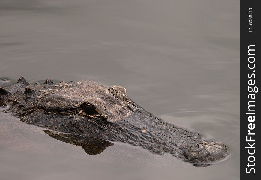 Gator swimming across the pond at the everglades. Gator swimming across the pond at the everglades