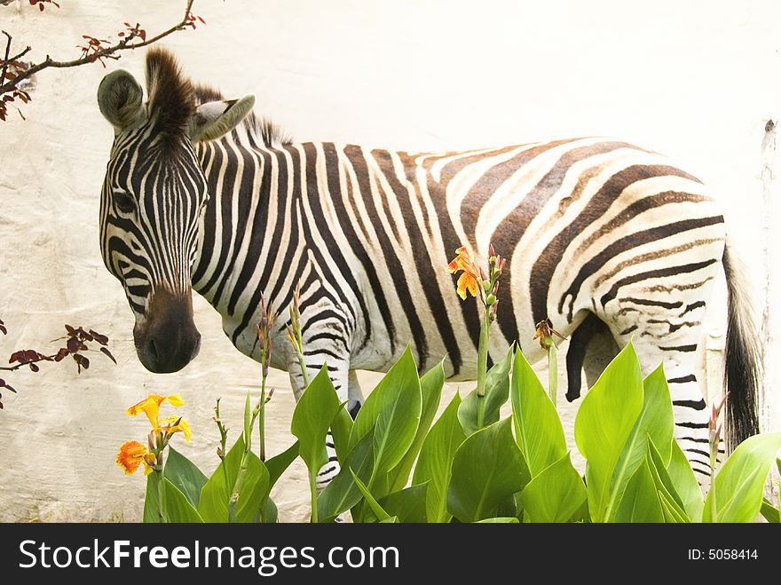 A zebra looking left in front of a white wall with yellow flowers in the foreground. A zebra looking left in front of a white wall with yellow flowers in the foreground