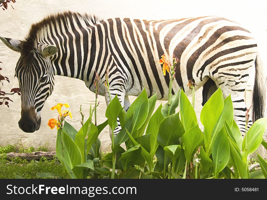 A zebra looking left in front of a white wall with yellow flowers in the foreground. A zebra looking left in front of a white wall with yellow flowers in the foreground