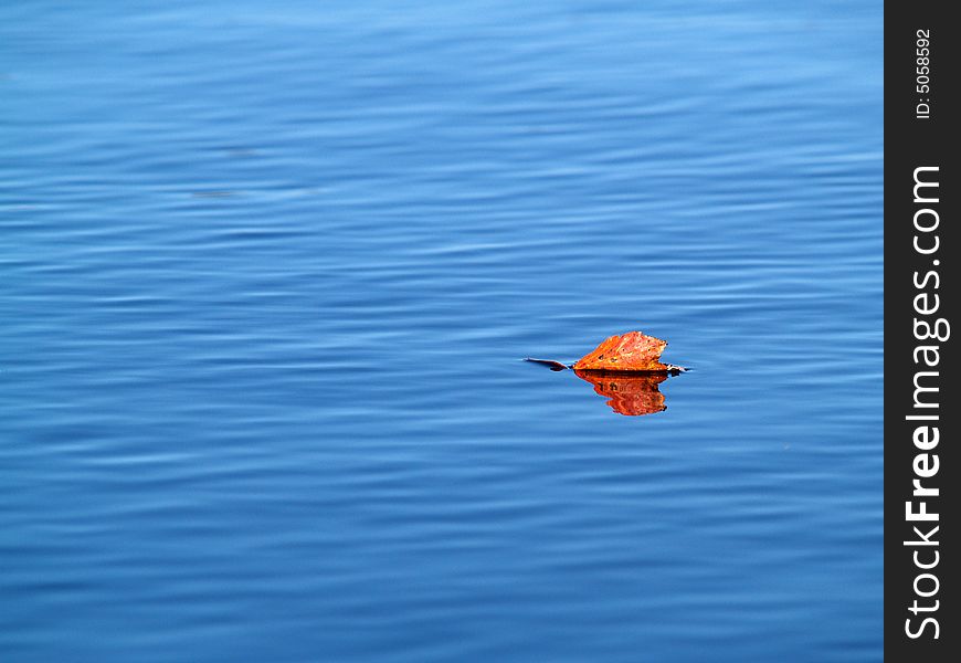 Solitary autumn leaf floating on a calm lake