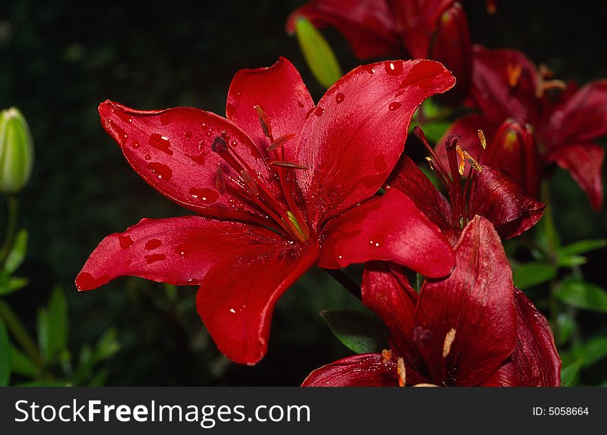 Red Lily After Rain.