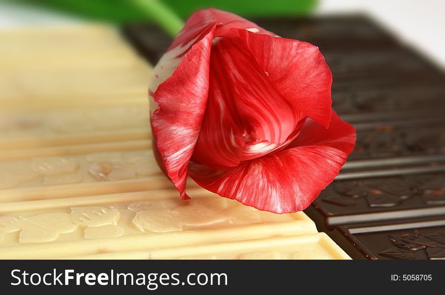 Red tulip on a background of white and black chocolate