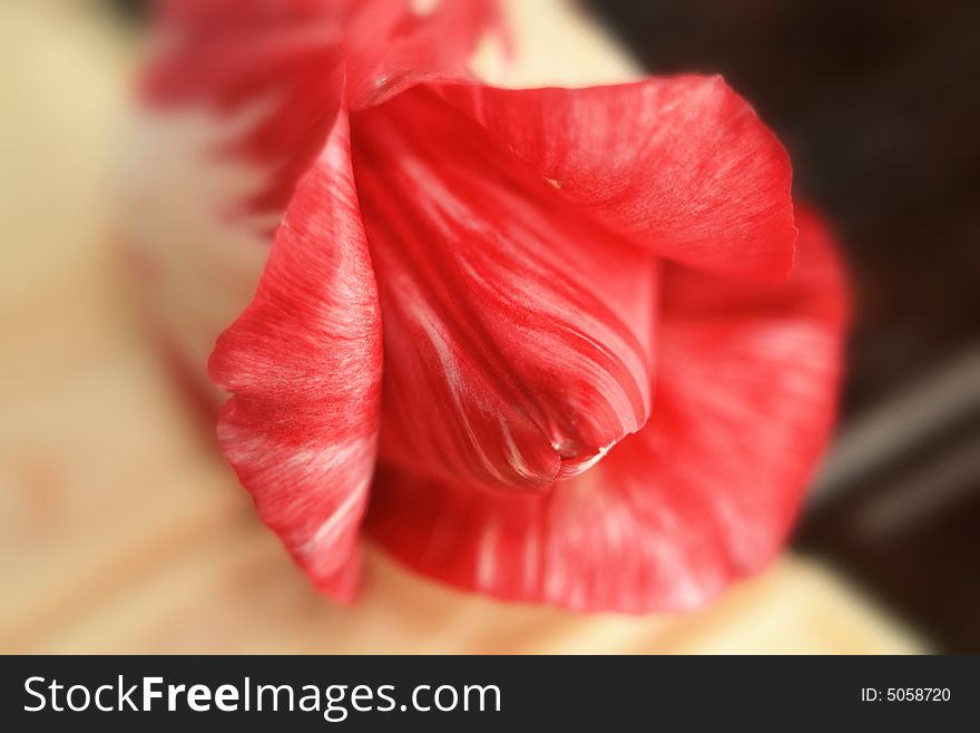 Red tulip on a background of white and black chocolate. Red tulip on a background of white and black chocolate