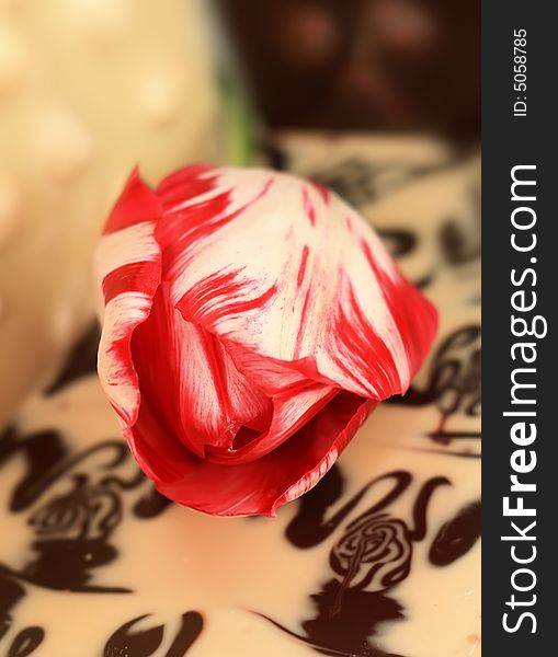 Red tulip on a background of white and black chocolate
