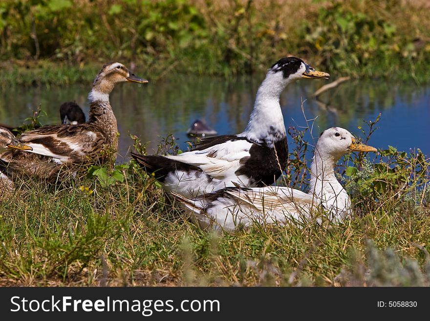 Animal series: three ducks on the stream