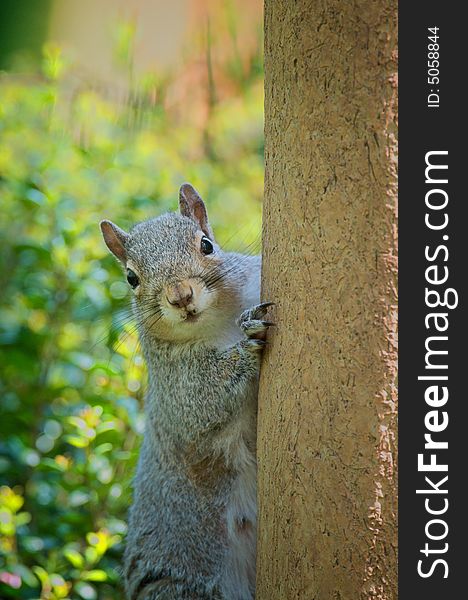 Vertical photograph of very curious squirrel on tree looking directly at camera