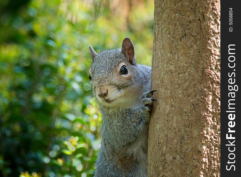 Horizontal photograph of very curious squirrel on tree looking directly at camera