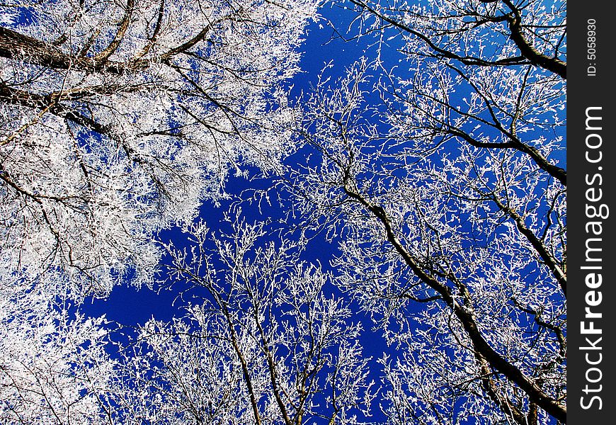 White laced frozen branches against a deep blue sky. White laced frozen branches against a deep blue sky