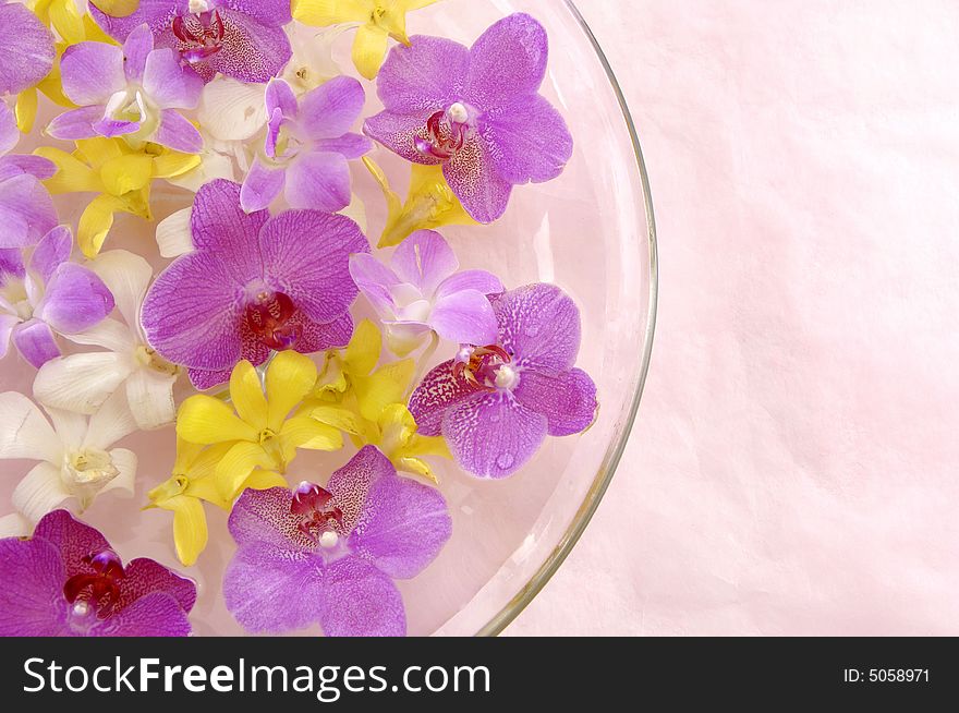 Colorful Orchid flower in vase