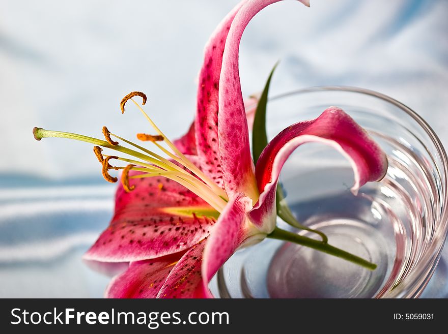 Macro picture of pink lily, romantic mood