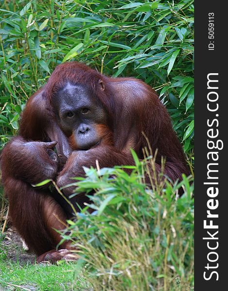 A close up portrait of Orang Utan. A close up portrait of Orang Utan