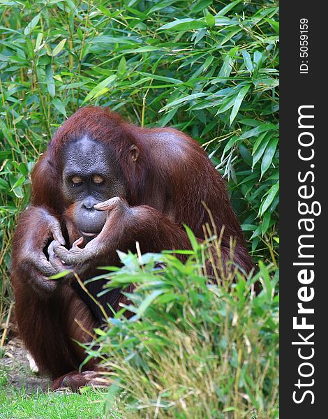 A close up portrait of Orang Utan. A close up portrait of Orang Utan