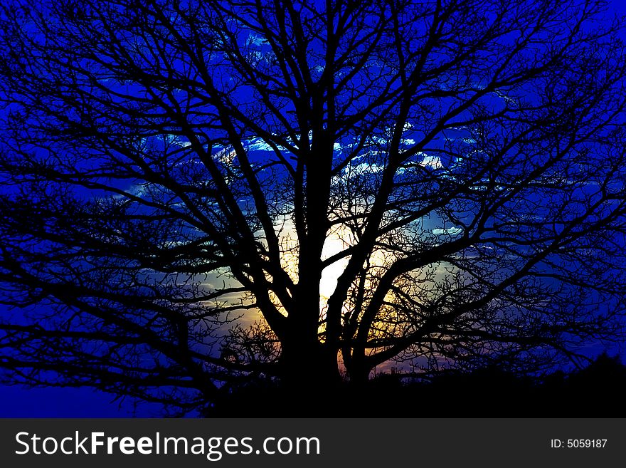 Silhouette of a tree on a background of the night sky