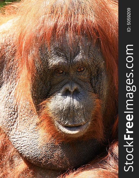 A close up portrait of Orang Utan. A close up portrait of Orang Utan