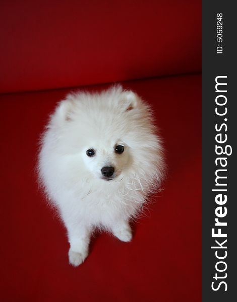 My white Pomeranian dog on the sofa