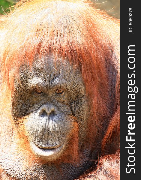 A close up portrait of Orang Utan. A close up portrait of Orang Utan