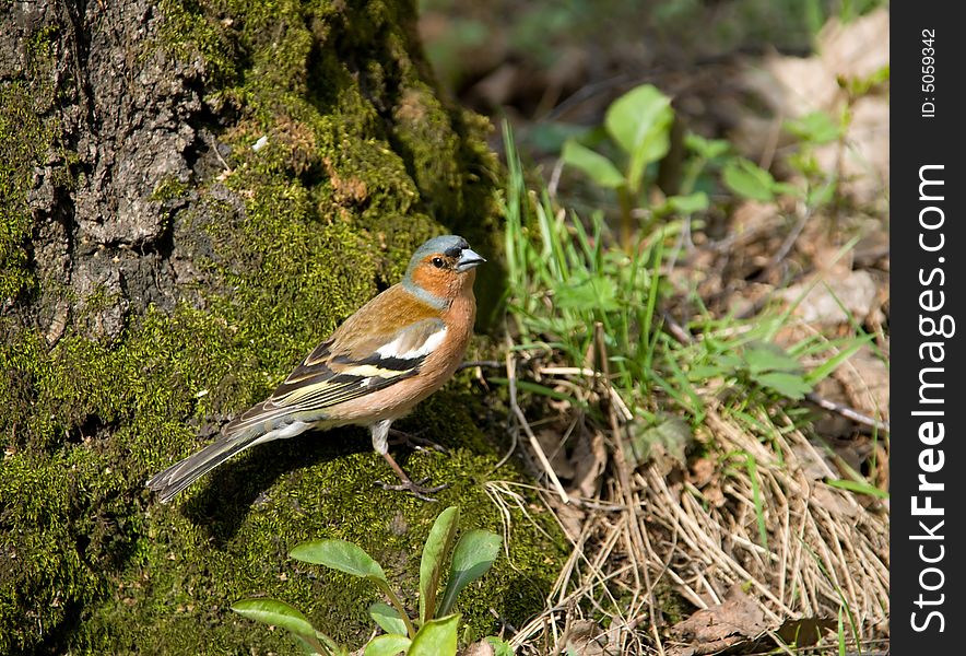 Forest bird poses in front of the camera.