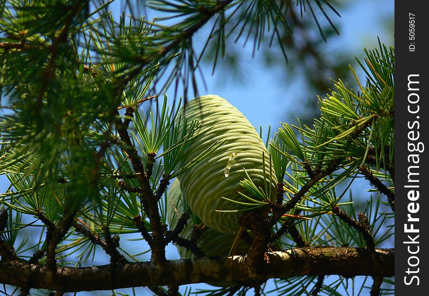 Evergreen tree with one green seed