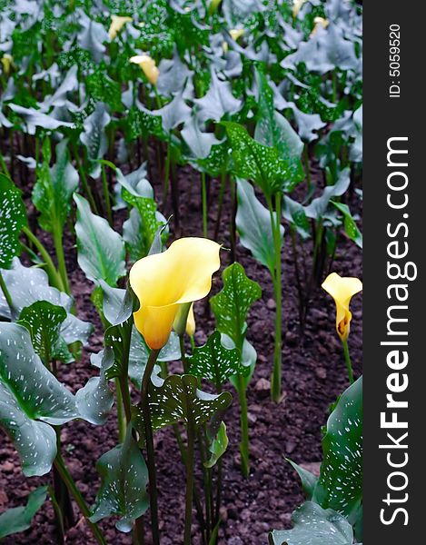 Blooming yellow flowers in garden