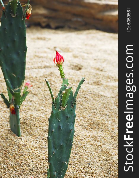 Cactus with red flowers in garden