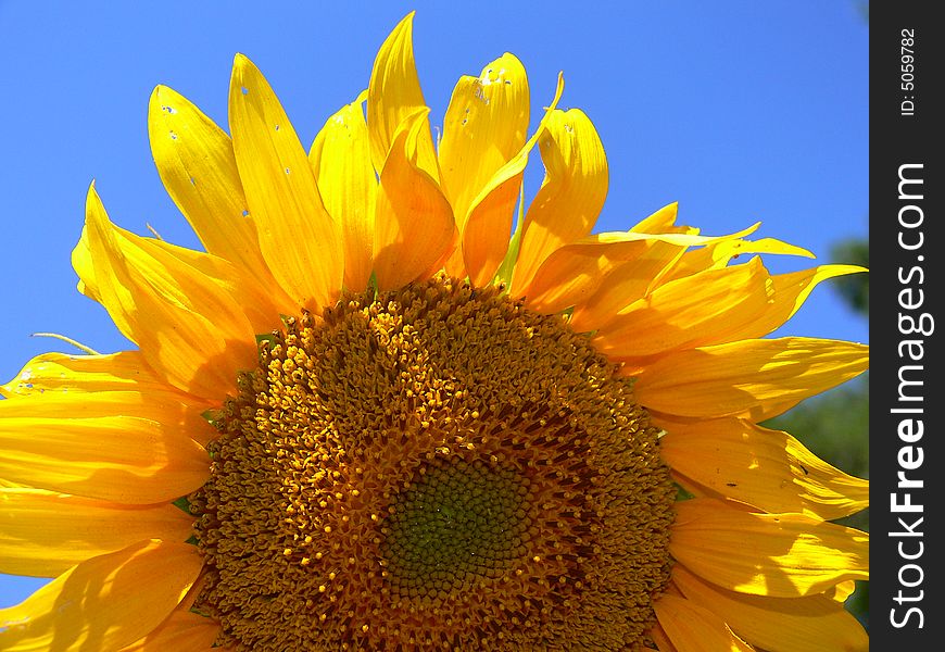 Beautiful gold sunflower with petals on a background of the blue sky. Beautiful gold sunflower with petals on a background of the blue sky
