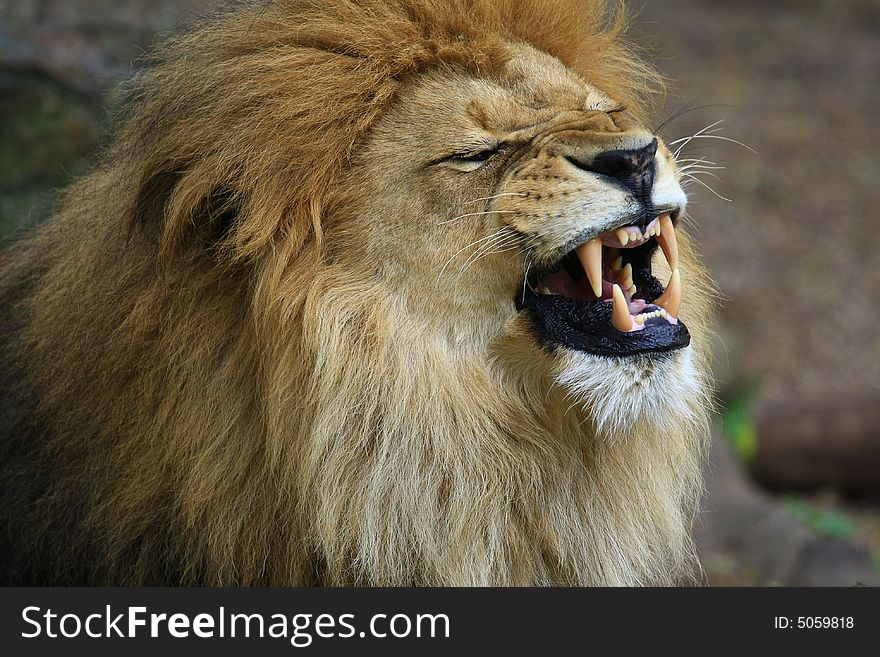 Portrait of a African lion (Panthera leo)