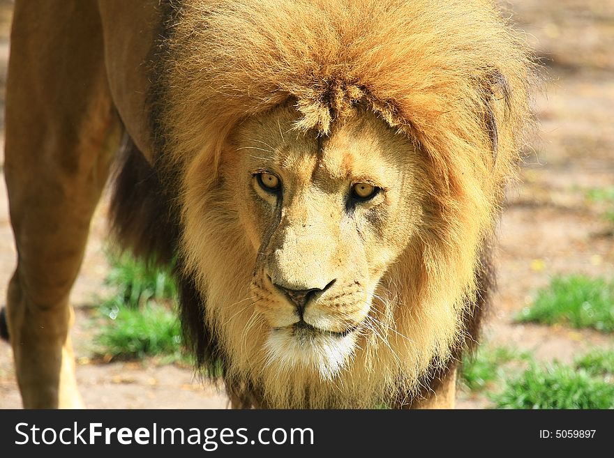 Portrait of a African lion (Panthera leo)