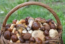 Mushrooms In Basket Stock Photos Mushrooms In Basket Stock Photos