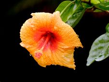 Orange Hibiscus After The Rain Royalty Free Stock Photo