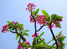 Tropical Plumeria Tree Stock Images Tropical Plumeria Tree Stock Images