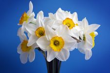 Narcissus. Stock Image Narcissus. Stock Image