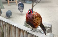 Pheasant Royalty Free Stock Photos Pheasant Royalty Free Stock Photos