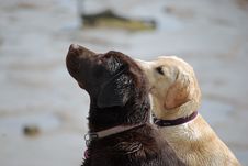 Labrador Puppies At The Seaside Royalty Free Stock Photography