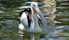 The Floating Pelican Stock Images The Floating Pelican Stock Images