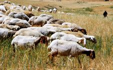 Shepherd And Flock Stock Photos Shepherd And Flock Stock Photos