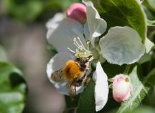 Bumblebee Royalty Free Stock Images Bumblebee Royalty Free Stock Images