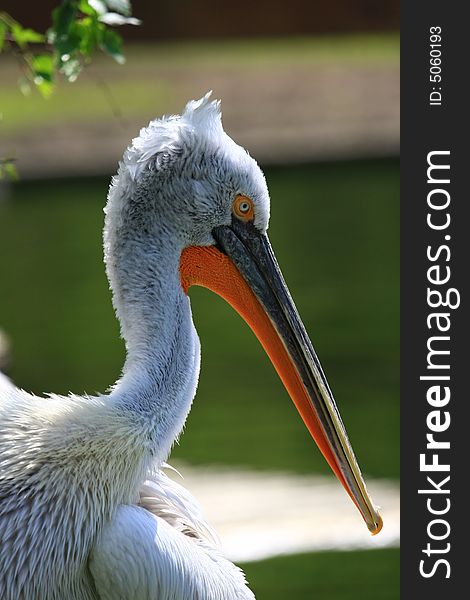 Pelican waiting for fresh fish