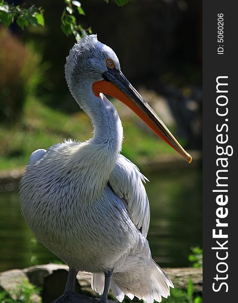 Pelican waiting for fresh fish