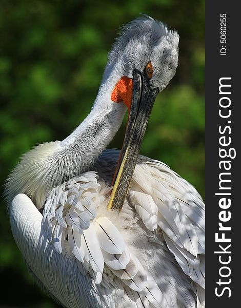 Pelican waiting for fresh fish