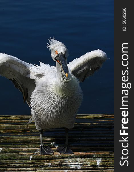 Pelican waiting for fresh fish