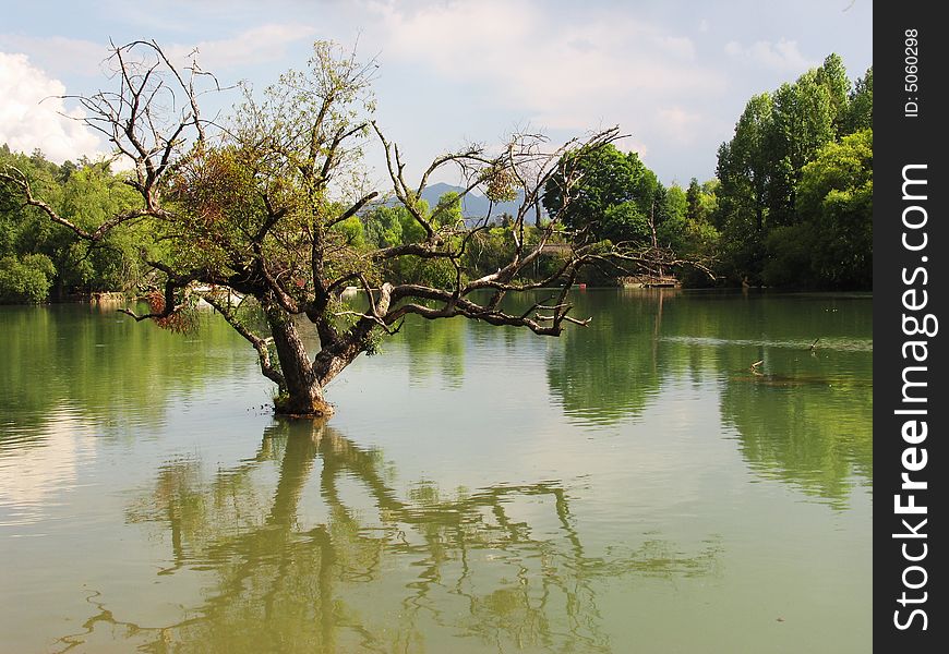 Lonely tree in black dragon lake. Lonely tree in black dragon lake