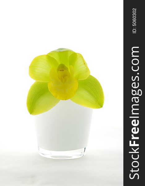 Beautiful orchid flower with vase