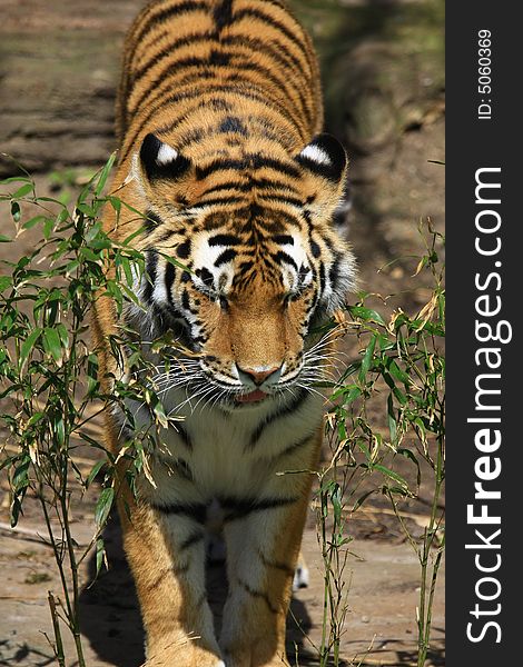 A large sibirien tiger in a zoo